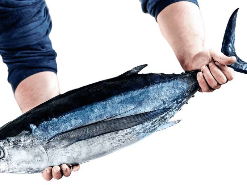  EL PESCADO, LA CABEZA Y UN CUERPO QUE PATEA EN&nbsp;CONTRA
